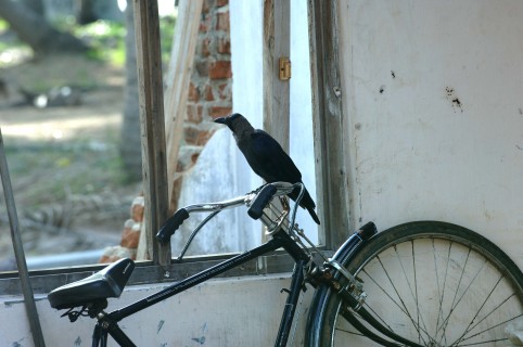 SRI LANKA : UN AN aprs le TSUNAMI  BATTICALOA (la ville) et les Villages de Pcheurs (A l' est du SRI LANKA ). Le village de pcheurs NAWALADY.L' UNHCR leur a donn des tentes puis CARITAS a construit des abris .La reconstruction des maisons commencera en janvier 2006