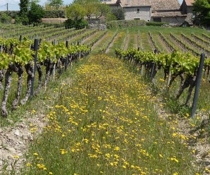 Une rentrée dans les vignes