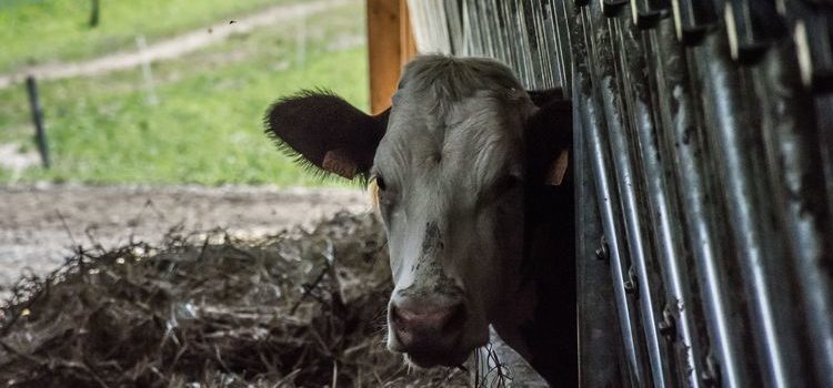 Circuit court et vente directe, le pari réussi de la GAEC des Verts Sapins Circuit court et vente directe, le pari réussi de la GAEC des Verts Sapins